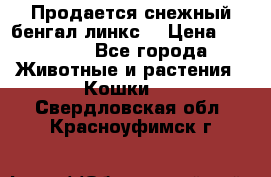 Продается снежный бенгал(линкс) › Цена ­ 25 000 - Все города Животные и растения » Кошки   . Свердловская обл.,Красноуфимск г.